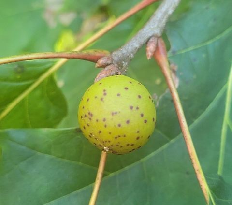 Amphibolips cookii This is a picture of a Amphibolips cookii at Tuckahoe State Park in Caroline County, Maryland. Amphibolips cookii,Fall,Geotagged,United States