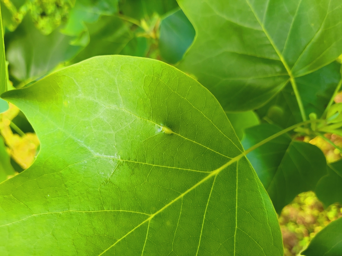 Resseliella tulipiferae This is a picture of Resseliella tulipiferae at Tuckahoe State Park in Caroline County, Maryland. Geotagged,Resseliella tulipiferae,Spring,United States