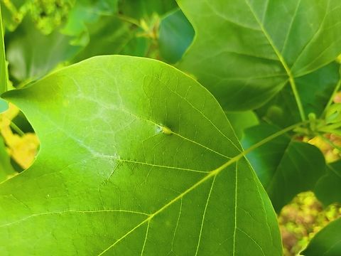 Resseliella tulipiferae This is a picture of Resseliella tulipiferae at Tuckahoe State Park in Caroline County, Maryland. Geotagged,Resseliella tulipiferae,Spring,United States