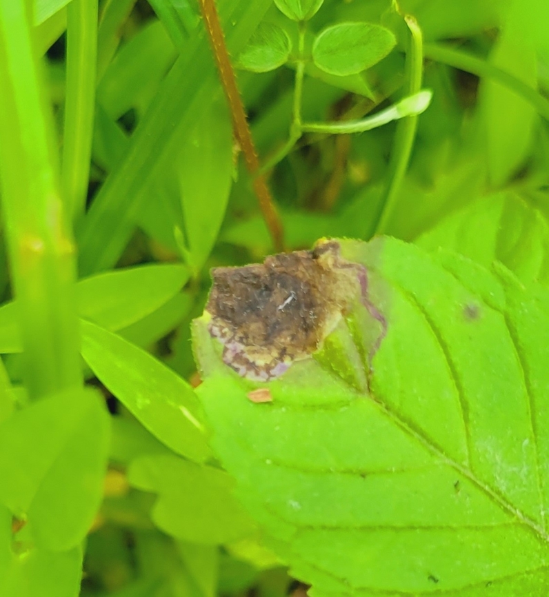 Calycomyza menthae This is a picture of Calycomyza menthae at Wheaton Regional Park in Wheaton, Maryland. Calycomyza menthae,Geotagged,Spring,United States