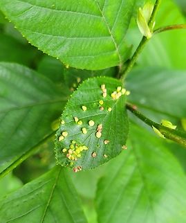 Alder Leaf Gall Mite