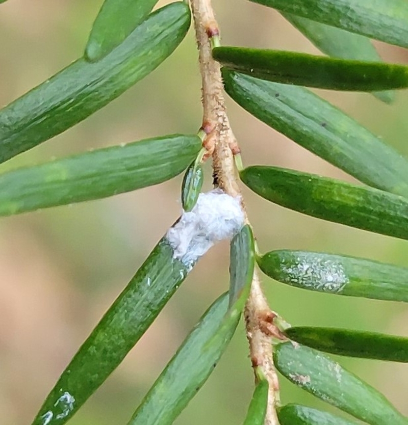 Adelges tsugae This is a picture of Adelges tsugae at Wheaton Regional Park in Wheaton, Maryland. Adelges tsugae,Geotagged,Hemlock woolly adelgid,Spring,United States