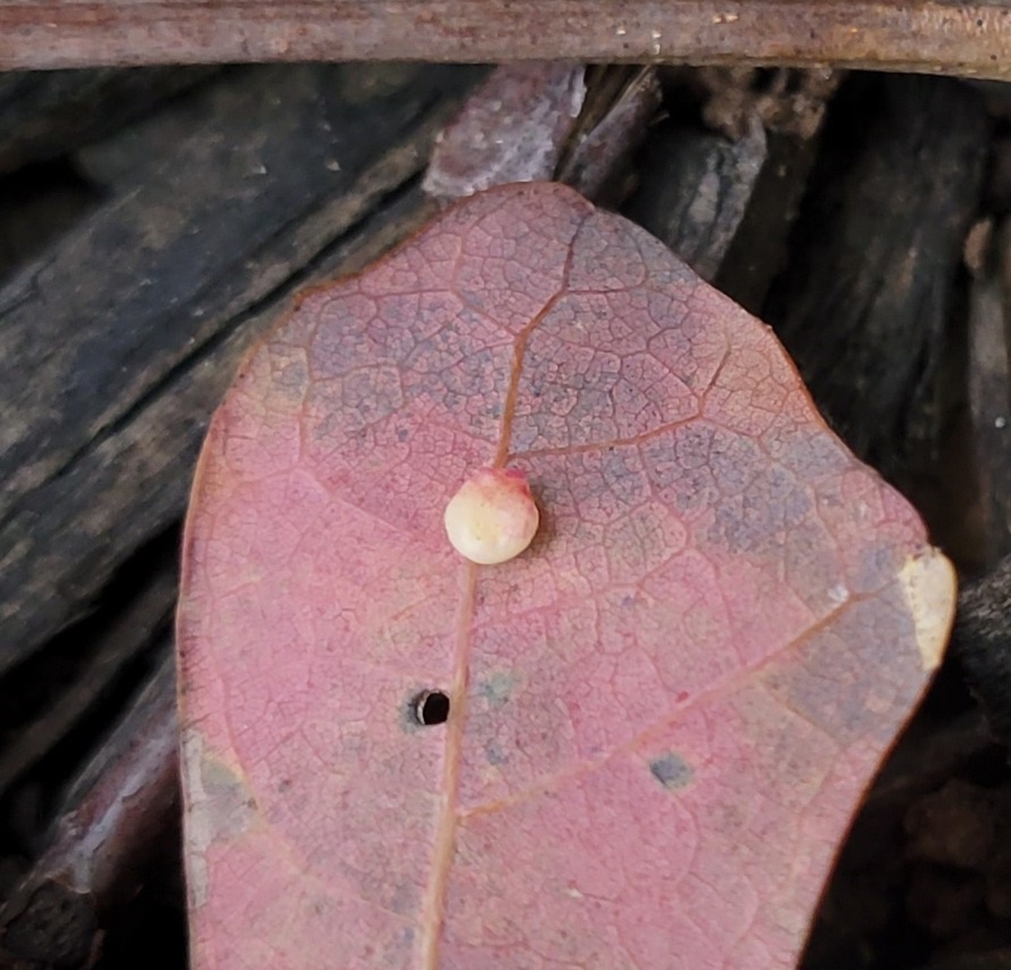 Phylloteras rubinum This is a picture of Phylloteras rubinum at Rock Creek Regional Park in Rockville, Maryland. Fall,Geotagged,Phylloteras rubinum,United States