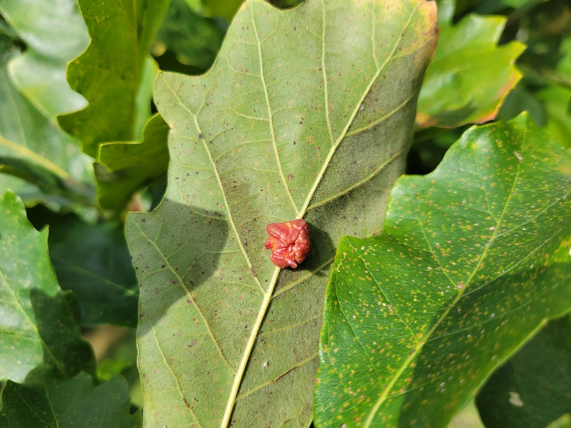 Andricus nigricens This is a picture of Andricus nigricens at Leakin Park in Baltimore City, Maryland. Andricus nigricens,Fall,Geotagged,United States