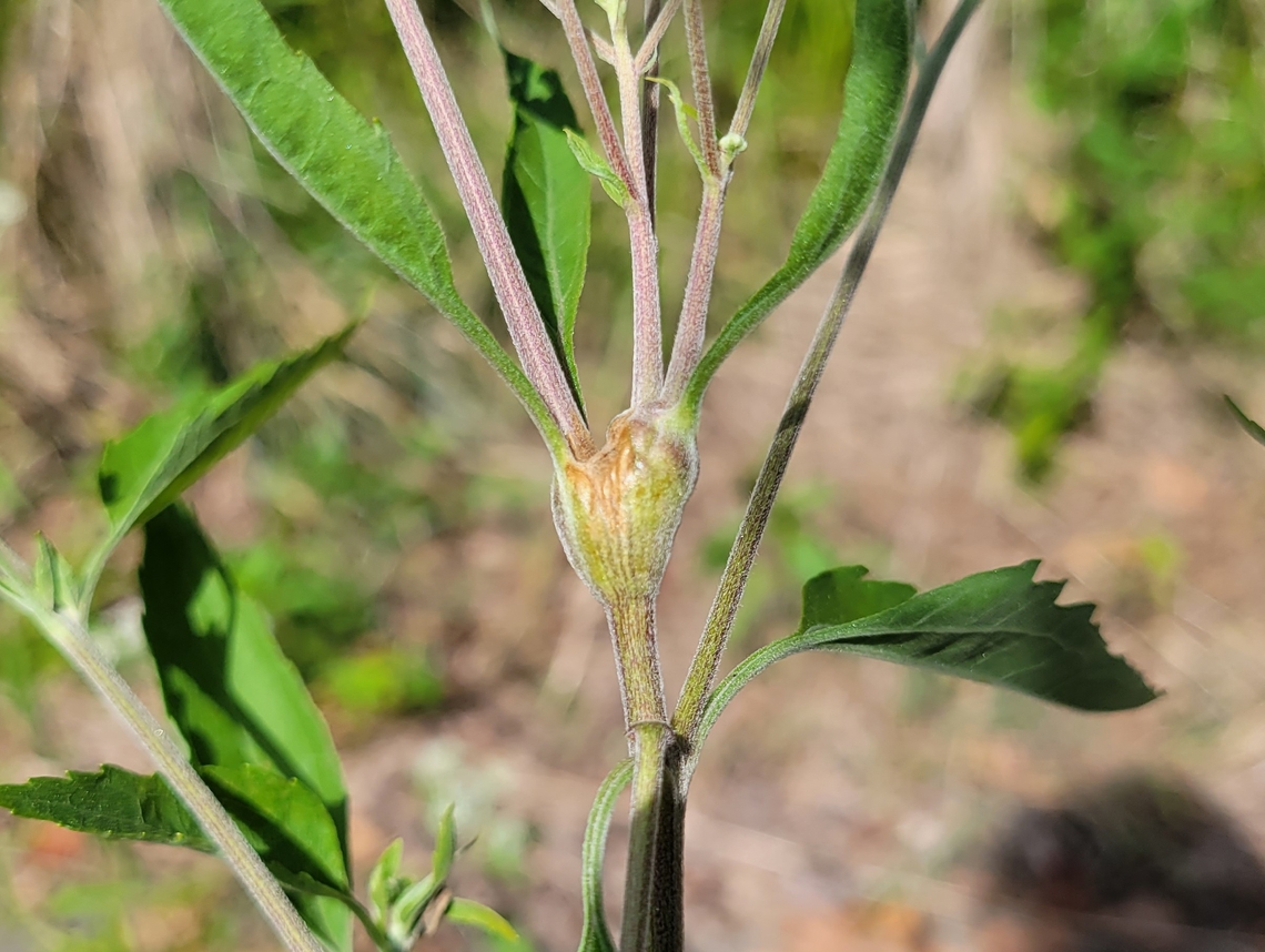 Neolasioptera perfoliata This is a picture of Neolasioptera perfoliata at Leakin Park in Baltimore City, Maryland. Geotagged,Neolasioptera perfoliata,Summer,United States