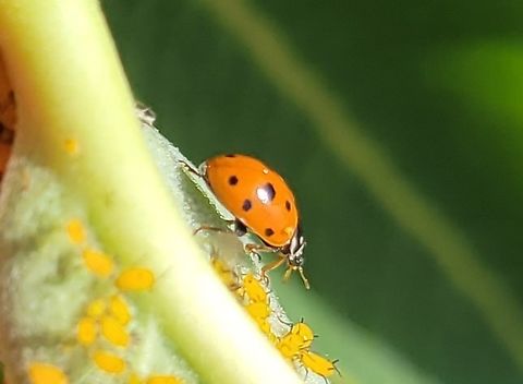 Hippodamia variegata This is a picture of Hippodamia variegata at Leakin Park in Baltimore City, Maryland. Adonis ladybird,Geotagged,Hippodamia variegata,Summer,United States