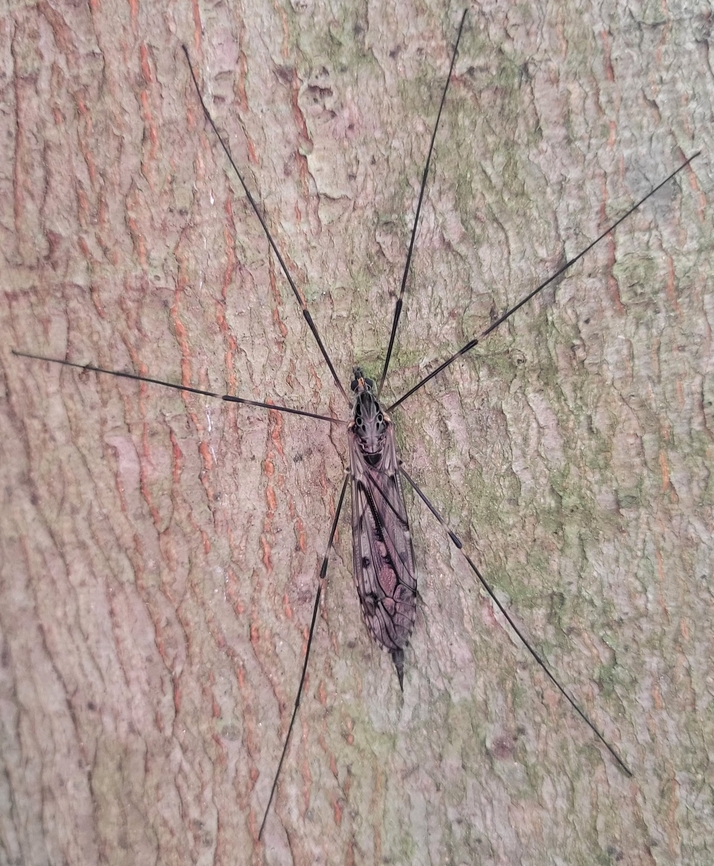 Tipula abdominalis This is a picture of Tipula abdominalis at Leakin Park in Baltimore City, Maryland. Fall,Geotagged,Giant Crane Fly,Tipula abdominalis,United States