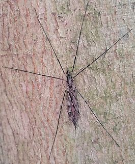 Tipula abdominalis This is a picture of Tipula abdominalis at Leakin Park in Baltimore City, Maryland. Fall,Geotagged,Giant Crane Fly,Tipula abdominalis,United States