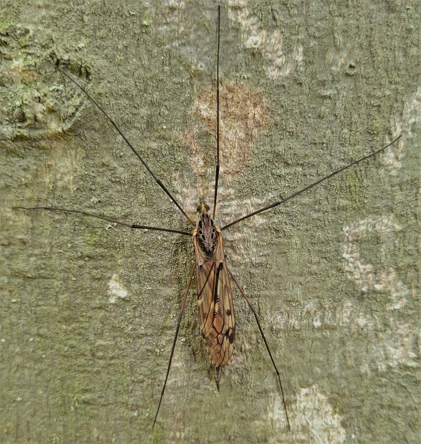 Tipula metacomet This is a picture of Tipula metacomet at Leakin Park in Baltimore City, Maryland. Geotagged,Spring,Tipula metacomet,United States