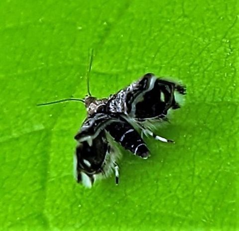 Brenthia pavonacella This is a picture of Brenthia pavonacella at Leakin Park in Baltimore City, Maryland. Brenthia pavonacella,Geotagged,Spring,United States
