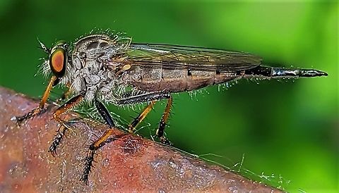 Neoitamus flavofemoratus This is a picture of a Neoitamus flavofemoratus at Leakin Park in Baltimore City, Maryland. Geotagged,Neoitamus flavofemoratus,Spring,United States