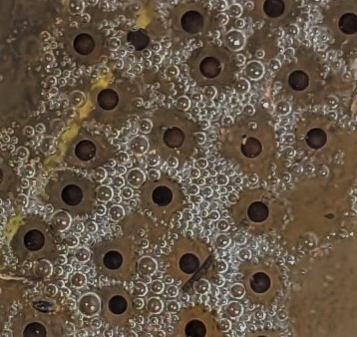 Cricket Frog Eggs This is a picture of some cricket frog eggs on the North Tract of the Patuxent Research Refuge near Fort Meade, Maryland. Acris crepitans,Geotagged,Northern cricket frog,Spring,United States