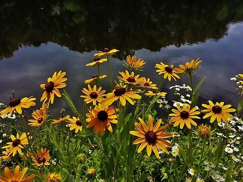 Black-Eyed Susan This is a picture of rudbeckia hirta at Lake Waterford in Pasadena, Maryland. Black-eyed Susan,Geotagged,Rudbeckia hirta,Spring,United States