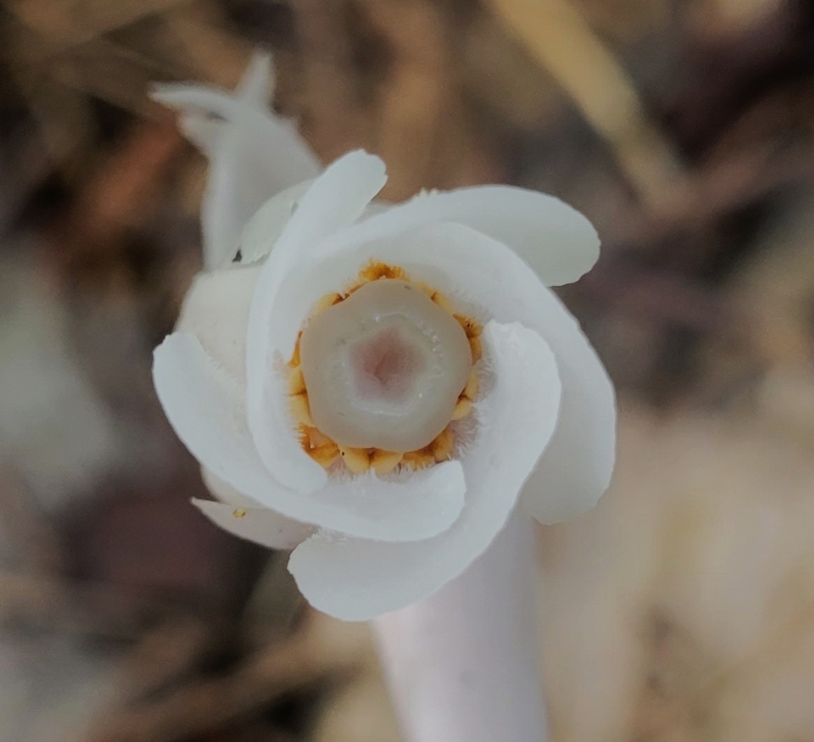 Ghost Pipes This is a picture of Monotropa uniflora at Calvert Cliffs State Park near Lusby, Maryland. Fall,Geotagged,Ghost Pipes,Monotropa uniflora,United States