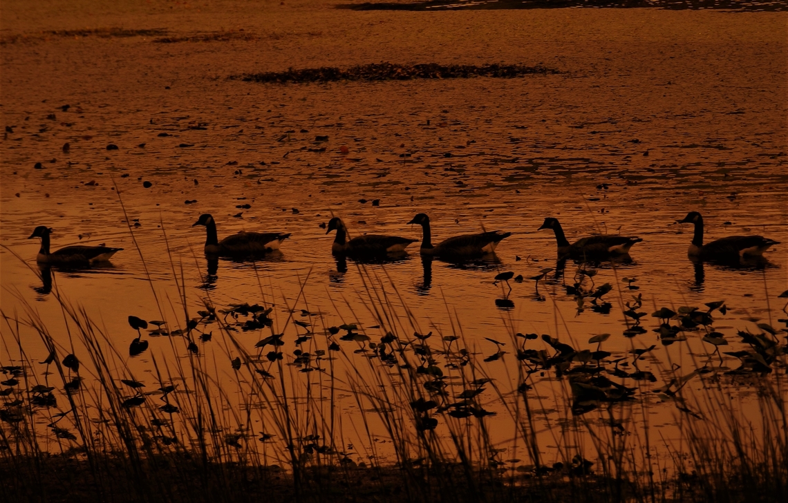 Canada Geese This is a picture of some Canada Geese at Cash Lake on the South Tract of the Patuxent Research Refuge near Laurel, Maryland. Branta canadensis,Canada goose,Fall,Geotagged,United States