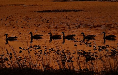 Canada Geese This is a picture of some Canada Geese at Cash Lake on the South Tract of the Patuxent Research Refuge near Laurel, Maryland. Branta canadensis,Canada goose,Fall,Geotagged,United States