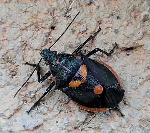 Euthyrhynchus floridanus This is a picture of Euthyrhynchus floridanus at Wheaton Regional Park in Wheaton, Maryland. Euthyrhynchus floridanus,Fall,Florida Predatory Stink Bug,Geotagged,United States