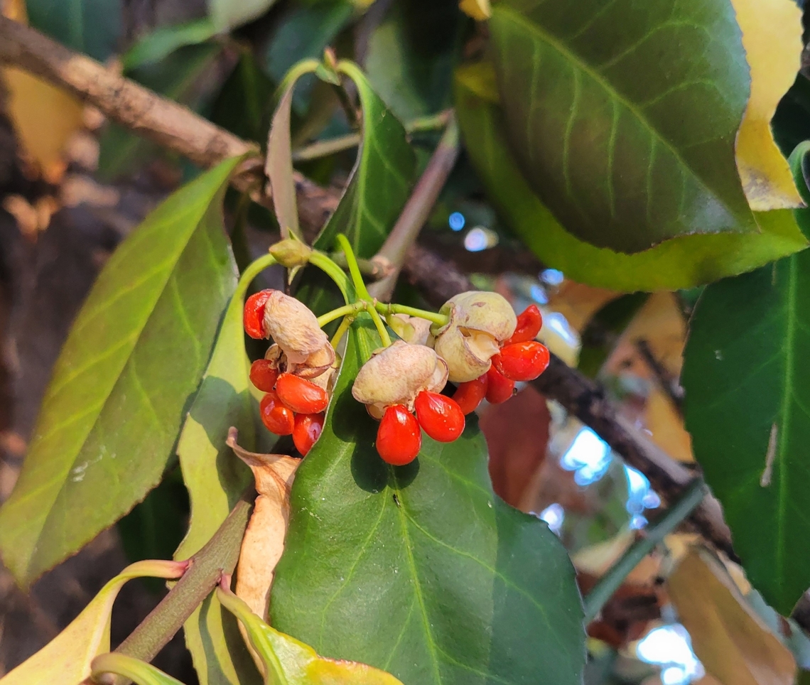 Euonymus fortunei This is a picture of Euonymus fortunei at Wheaton Regional Park in Wheaton, Maryland. Euonymus fortunei,Fall,Fortune's Spindle,Geotagged,United States
