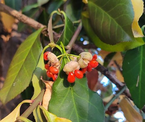 Euonymus fortunei This is a picture of Euonymus fortunei at Wheaton Regional Park in Wheaton, Maryland. Euonymus fortunei,Fall,Fortune's Spindle,Geotagged,United States