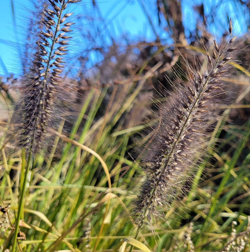 Cenchrus purpurascens This is a picture of at Wheaton Regional Park in Wheaton, Maryland. Cenchrus purpurascens,Fall,Geotagged,Swamp Foxtail,United States