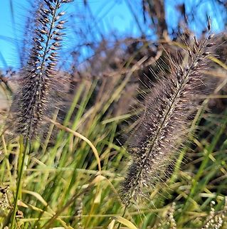 Cenchrus purpurascens This is a picture of at Wheaton Regional Park in Wheaton, Maryland. Cenchrus purpurascens,Fall,Geotagged,Swamp Foxtail,United States