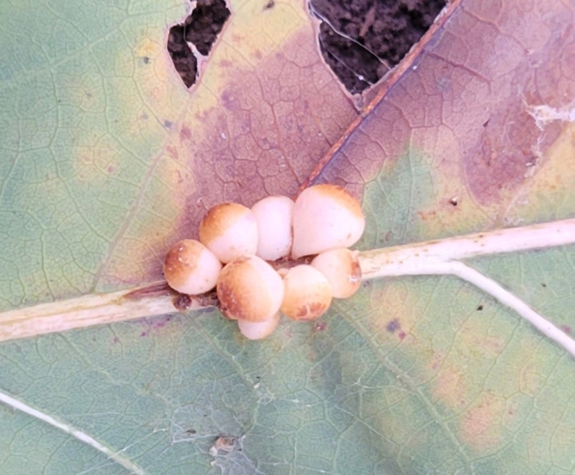 Andricus dimorphus This is a picture of Andricus dimorphus at Terrapin Nature Park on Kent Island in Stevensville, Maryland. Andricus dimorphus,Clustered Midrib Gall Wasp,Fall,Geotagged,United States