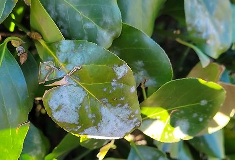 Spindletree Powdery Mildew