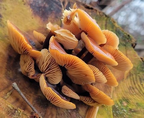 Enoki This is a picture of Flammulina velutipes at the Mckeldin Area of Patapsco Valley State Park in Carroll County, Maryland. Enoki,Fall,Flammulina velutipes,Geotagged,United States