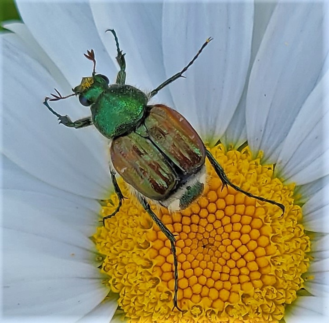Trichiotinus lunulatus This is a picture of a Trichiotinus lunulatus at the Pickering Creek Audubon Center near Easton, Maryland. Emerald Flower Scarab,Geotagged,Spring,Trichiotinus lunulatus,United States