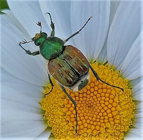 Trichiotinus lunulatus This is a picture of a Trichiotinus lunulatus at the Pickering Creek Audubon Center near Easton, Maryland. Emerald Flower Scarab,Geotagged,Spring,Trichiotinus lunulatus,United States