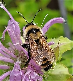 Golden Northern Bumble Bee This is a picture of a Bombus fervidus on the North Tract of the Patuxent Research Refuge near Laurel, Maryland. Bombus fervidus,Geotagged,Golden Northern Bumble Bee,Summer,United States