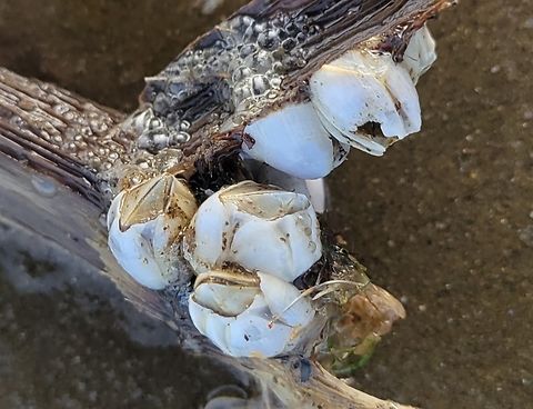 Bay Barnacle This is a picture of bay barnacles at North Point State Park in Edgemere, Maryland. Amphibalanus improvisus,Bay barnacle,Fall,Geotagged,United States