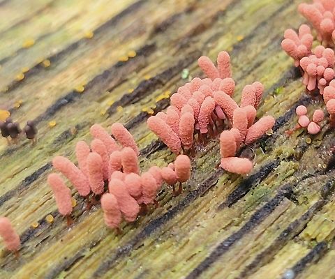 Arcyria denudata This is a picture of Arcyria denudata at the Hilton Area of Patapsco Valley State Park in Catonsville, Maryland. Arcyria denudata,Carnival Candy Slime Mold,Geotagged,Summer,United States