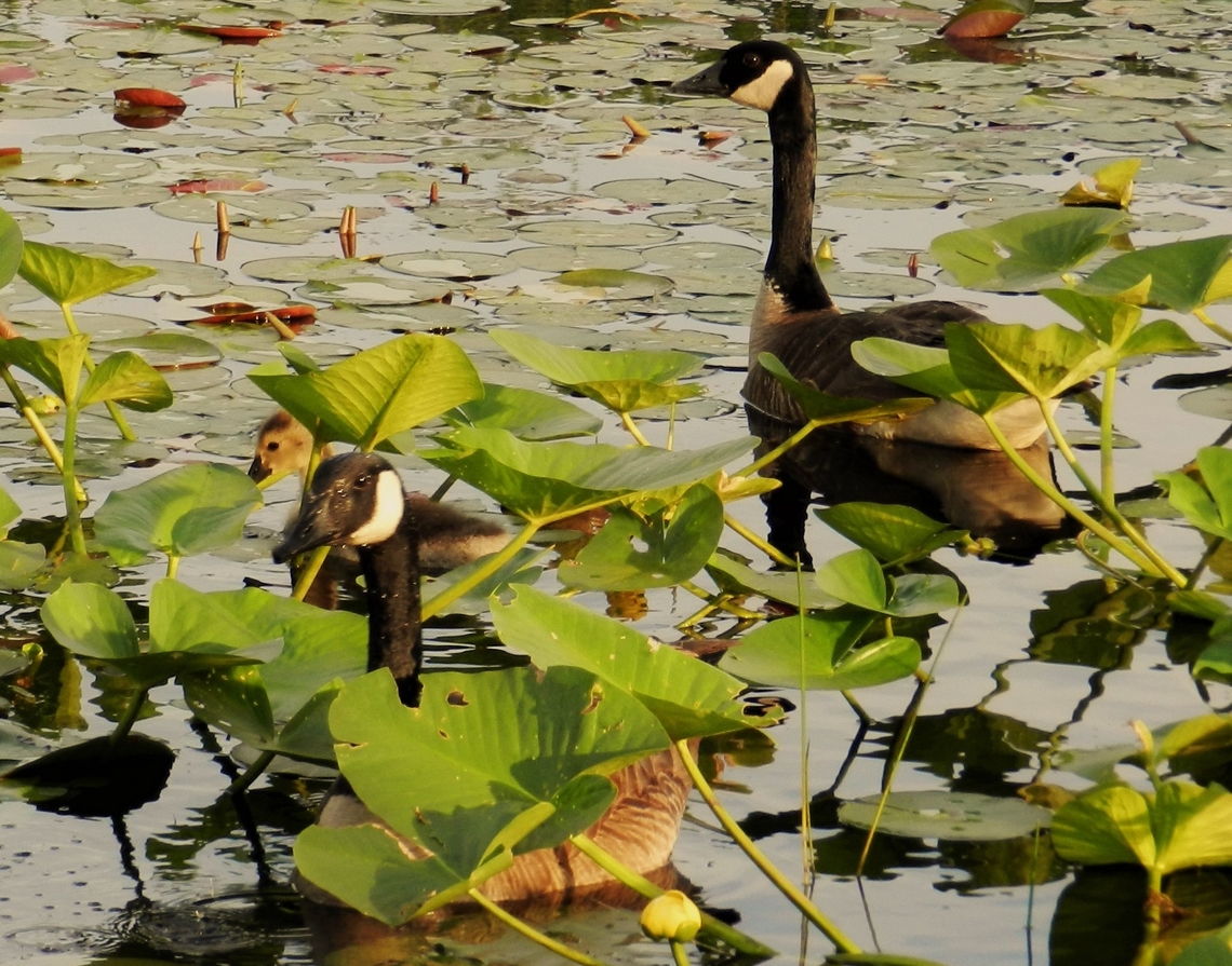 Canada Geese At Cash Lake This is a picture of some Canada Geese at Cash Lake on the South Tract of the Patuxent Research Refuge near Laurel, Maryland. Branta canadensis,Canada goose