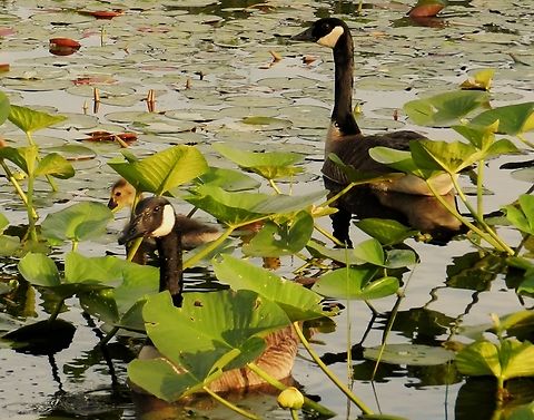 Canada Geese At Cash Lake This is a picture of some Canada Geese at Cash Lake on the South Tract of the Patuxent Research Refuge near Laurel, Maryland. Branta canadensis,Canada goose