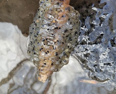 Wood Frog Eggs This is a picture of some wood frog eggs in a puddle along the River Road Trail at Patapsco Valley State Park in Howard County, Maryland. Geotagged,Lithobates sylvaticus,United States,Winter,Wood frog