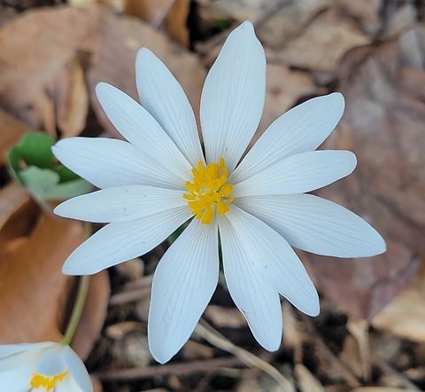 Bloodroot Flower This is a picture of a bloodroot flower at the Orange Grove Area of Patapsco Valley State Park in Howard County, Maryland. Bloodroot,Geotagged,Sanguinaria canadensis,United States,Winter