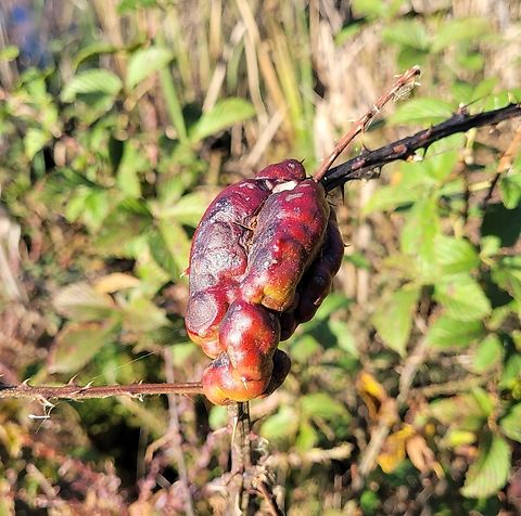 Blackberry Knot Gall Wasp This is a picture of a blackberry knot gall wasp at the Blackwater National Wildlife Refuge in Dorchester County, Maryland. Blackberry Knot Gall Wasp,Diastrophus nebulosus,Fall,Geotagged,United States