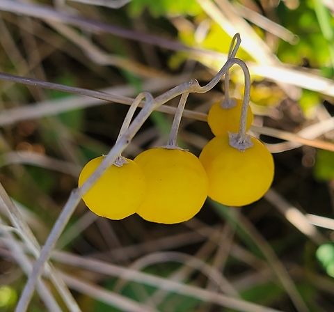 Carolina Horsenettle Berries This is a picture of some Carolina Horsenettle berries at the Blackwater National Wildlife Refuge in Dorchester County, Maryland. Carolina horsenettle,Fall,Geotagged,Solanum carolinense,United States