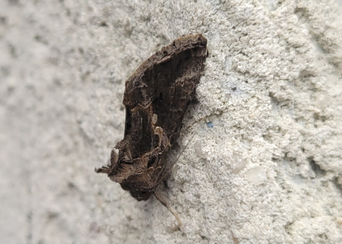Chrysodeixis includens This is a picture of a Chrysodeixis includens in Pocomoke City, Maryland. Chrysodeixis includens,Fall,Geotagged,Soybean Looper Moth,United States