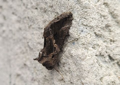 Chrysodeixis includens This is a picture of a Chrysodeixis includens in Pocomoke City, Maryland. Chrysodeixis includens,Fall,Geotagged,Soybean Looper Moth,United States