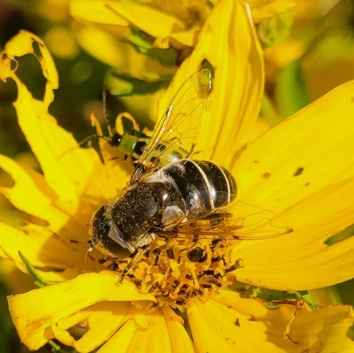 Eristalis arbustorum This is a picture of Eristalis arbustorum at the Blackwater National Wildlife Refuge in Dorchester County, Maryland. Eristalis arbustorum,European Drone Fly,Fall,Geotagged,United States