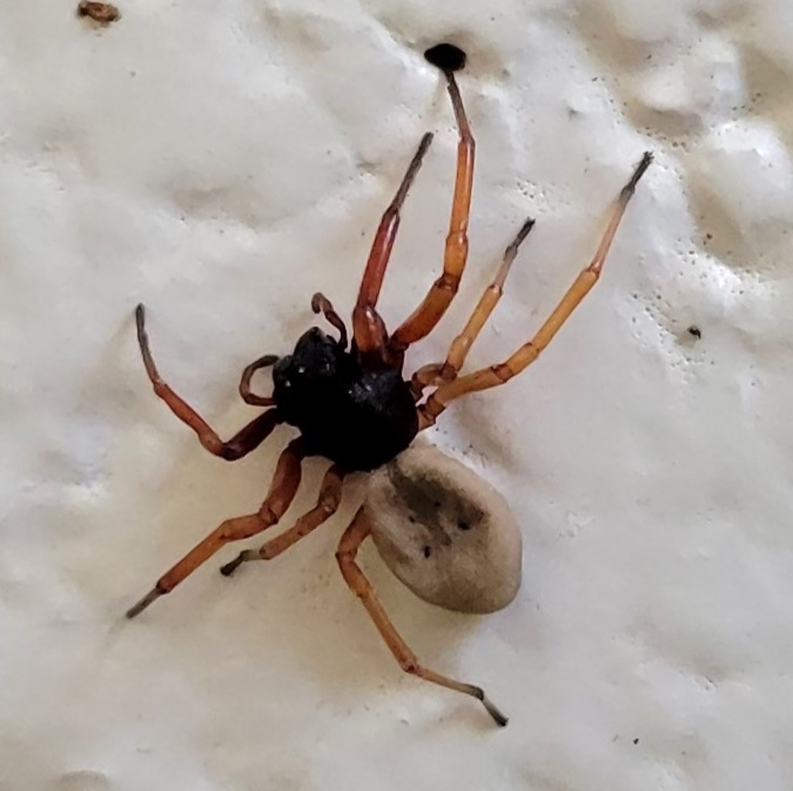 Trachelas tranquillus This is a picture of a Trachelas tranquillus at Rock Creek Regional Park in Rockville, Maryland. Fall,Geotagged,Trachelas tranquillus,United States