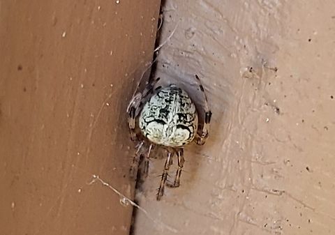 Araneus pegnia This is a picture of a Araneus pegnia at Rock Creek Regional Park in Rockville, Maryland. Araneus pegnia,Fall,Geotagged,United States