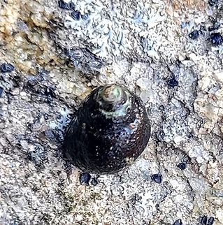 Leptoxis carinata This is a picture of Leptoxis carinata at the Mckeldin Area of Patapsco Valley State Park in Carroll County, Maryland. Crested Mudalia,Geotagged,Leptoxis carinata,Spring,United States