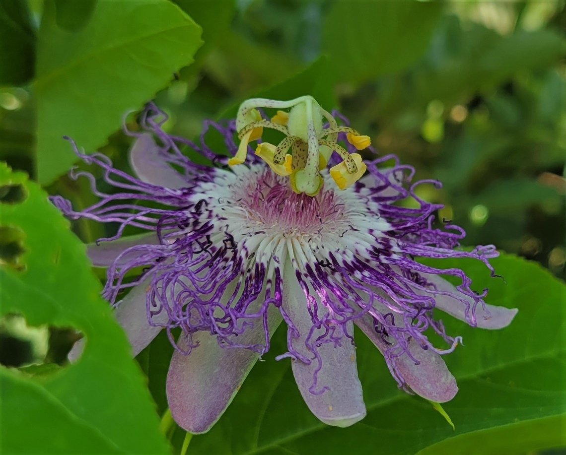 Purple Passionflower At Sandy Pont This is a picture of a purple passionflower at Sandy Point State Park near Annapolis, Maryland. Geotagged,Passiflora incarnata,Purple Passionflower,Summer,United States