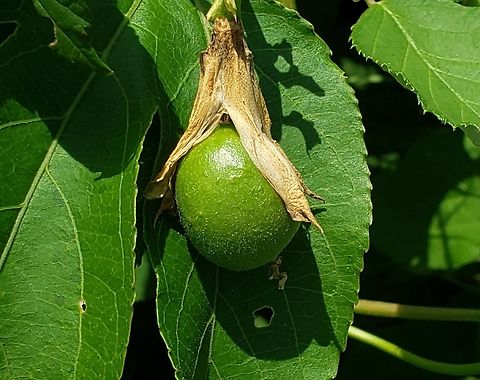 Purple Passionflower Fruit This is a picture of the fruit of a purple passionflower at Fort Armistead Park in Baltimore City, Maryland. Geotagged,Passiflora incarnata,Purple Passionflower,Summer,United States