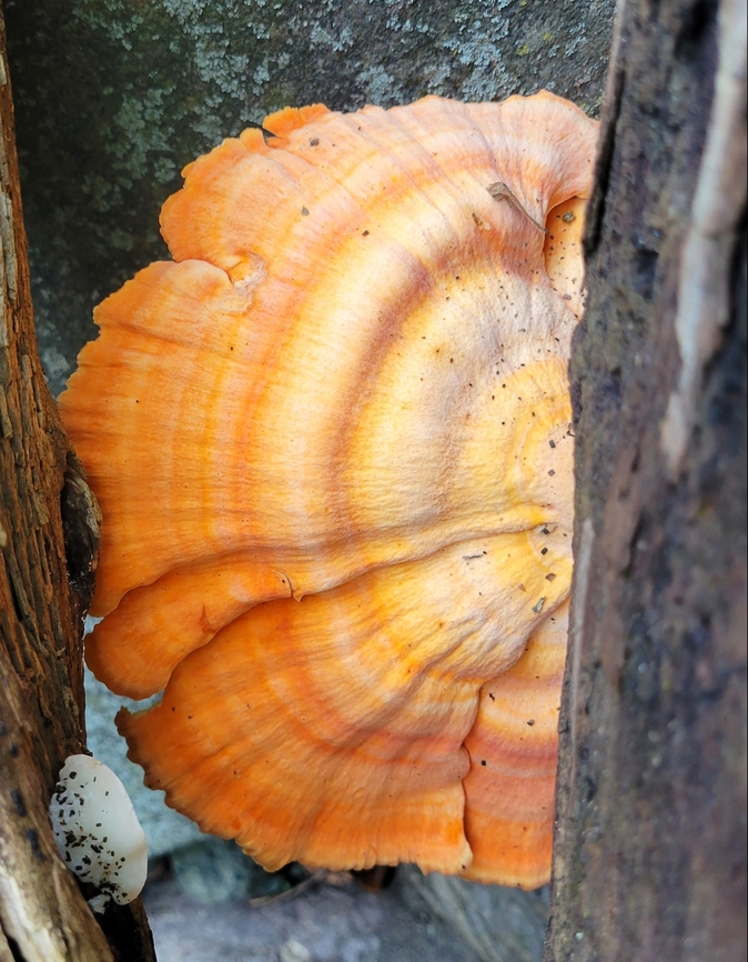 Sulphur Shelf This is a picture of Sulphur Shelf at Leakin Park in Baltimore City, Maryland. Fall,Geotagged,Laetiporus sulphureus,United States