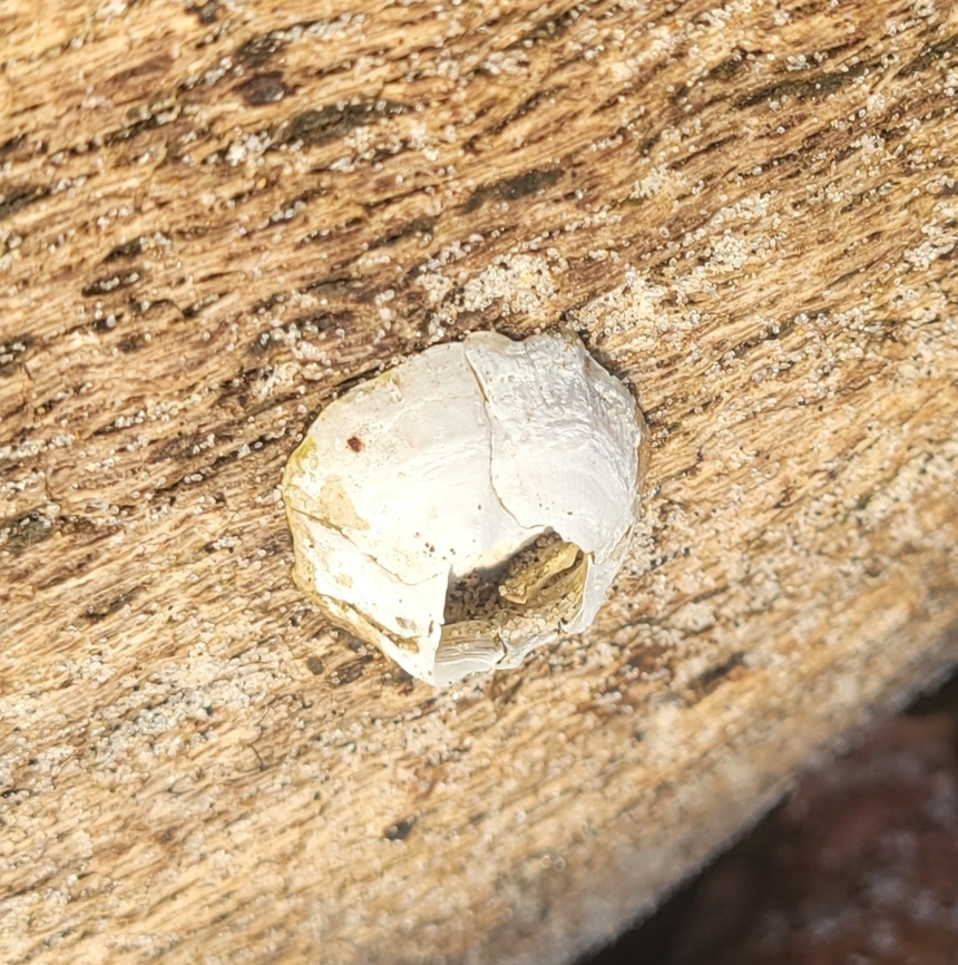 Ivory Barnacle This is a picture of an Ivory Barnacle at the Smithsonian Environmental Research Center in Edgewater, Maryland. Amphibalanus eburneus,Geotagged,Ivory barnacle,United States,Winter