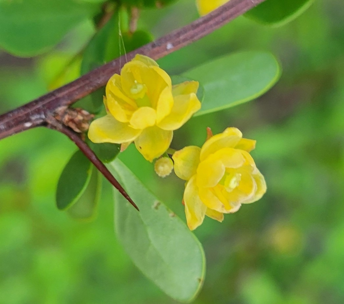 Japanese Barberry This is a picture of Japanese Barberry on the South Tract of the Patuxent Research Refuge near Laurel, Maryland. Berberis thunbergii,Geotagged,Japanese barberry,Spring,United States